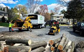 How Our Tree Care Process Works  in  Park Hills, KY