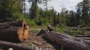 Best Tree Removal  in Park Hills, KY