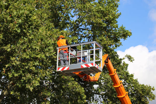 Best Palm Tree Trimming  in Park Hills, KY