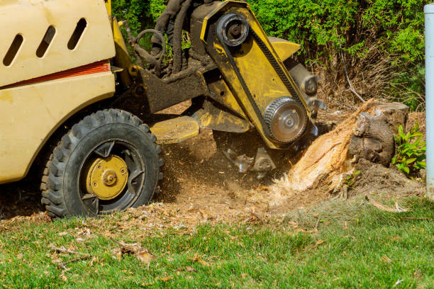Best Tree and Shrub Care  in Park Hills, KY