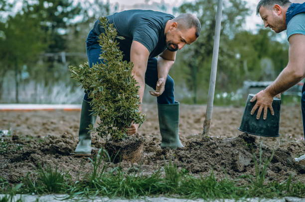 Park Hills, KY Tree Services Company
