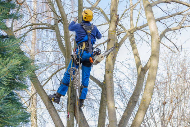 Best Tree Health Inspection  in Park Hills, KY