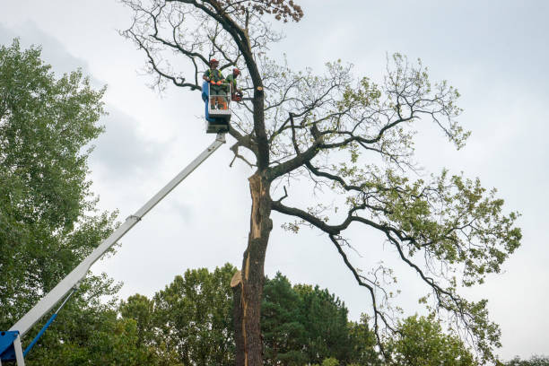 Best Tree Removal  in Park Hills, KY