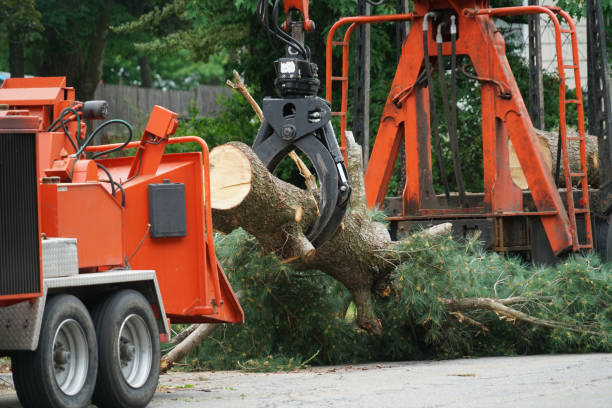 Best Organic Lawn Care Solutions  in Park Hills, KY