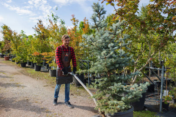 Best Tree and Shrub Care  in Park Hills, KY