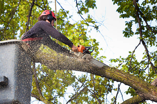 Best Tree Maintenance Programs  in Park Hills, KY